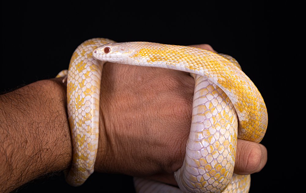 Snake Crawling on the Hands of a Man
