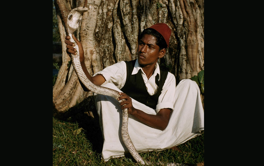 an image showing a man grabbing a snake in his hand - Telikoz 